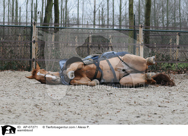 Zangersheider Sportpferd / warmblood / AP-07271