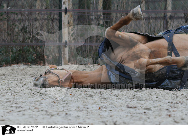 Zangersheider Sportpferd / warmblood / AP-07272
