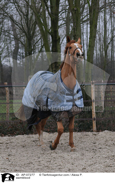 Zangersheider Sportpferd / warmblood / AP-07277