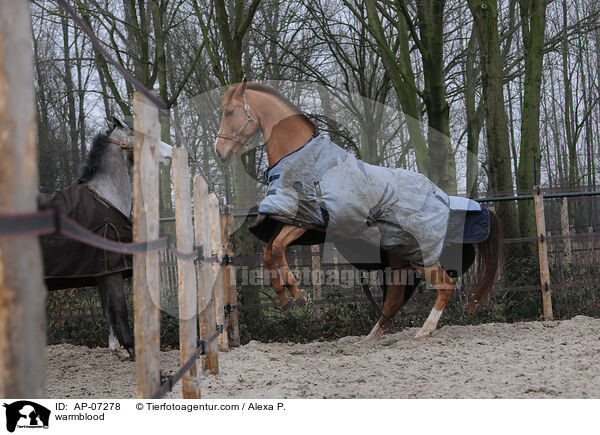 Zangersheider Sportpferd / warmblood / AP-07278