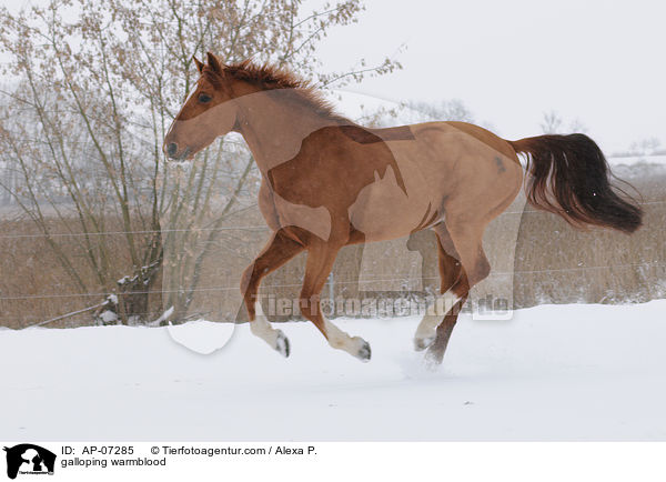 galloping warmblood / AP-07285