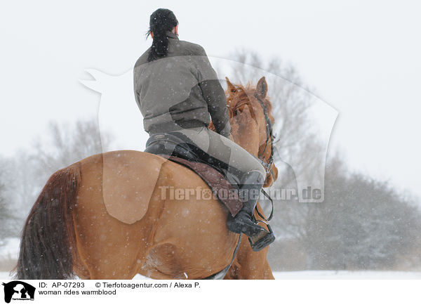 Frau reitet Zangersheider Sportpferd / woman rides warmblood / AP-07293