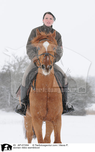 Frau reitet Zangersheider Sportpferd / woman rides warmblood / AP-07294