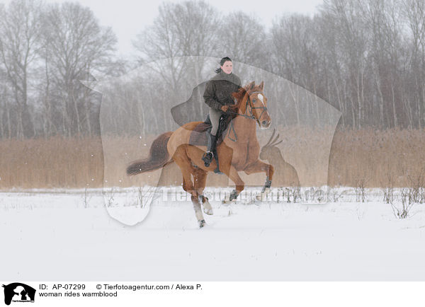 Frau reitet Zangersheider Sportpferd / woman rides warmblood / AP-07299