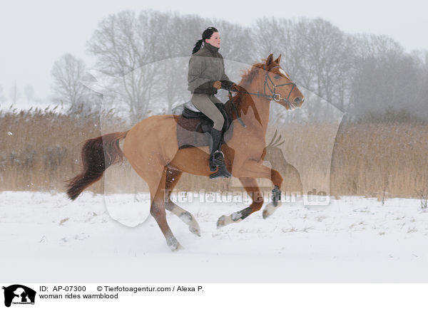 Frau reitet Zangersheider Sportpferd / woman rides warmblood / AP-07300