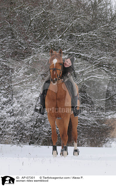 Frau reitet Zangersheider Sportpferd / woman rides warmblood / AP-07301