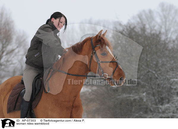 Frau reitet Zangersheider Sportpferd / woman rides warmblood / AP-07303