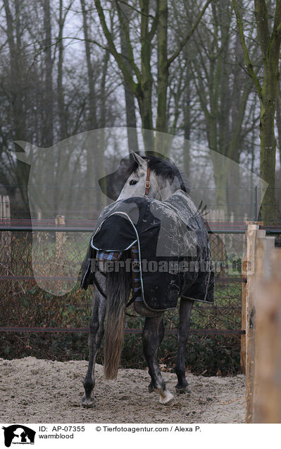 Zangersheider Sportpferd / warmblood / AP-07355