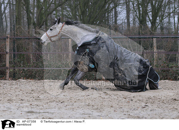 Zangersheider Sportpferd / warmblood / AP-07358