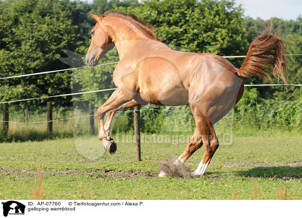 galloping warmblood / AP-07760