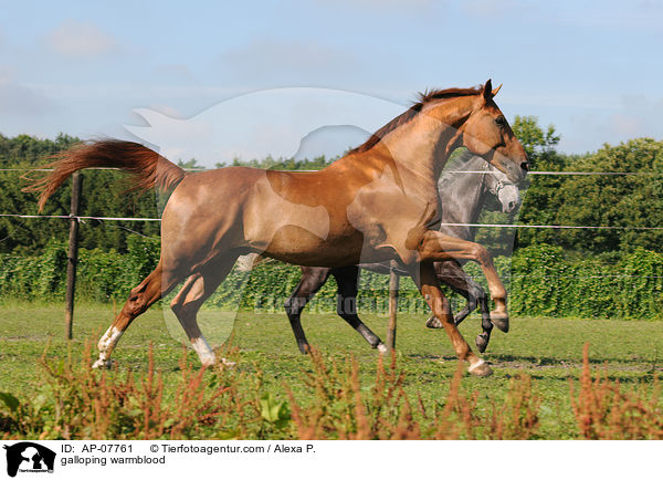 galloping warmblood / AP-07761