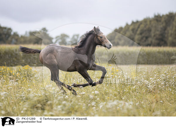 Zangersheider foal / PK-01289