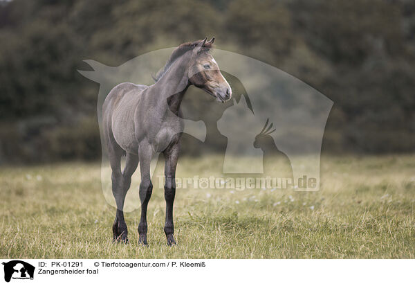 Zangersheider foal / PK-01291
