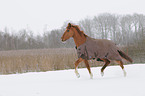 trotting warmblood