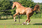 galloping warmblood