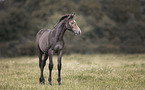 Zangersheider foal