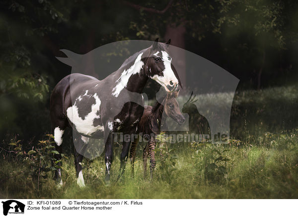 Zorse Fohlen und Quarter Horse Mutter / Zorse foal and Quarter Horse mother / KFI-01089