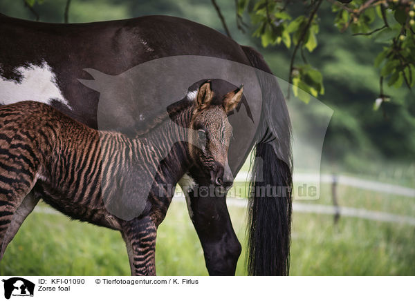 Zorse Fohlen / Zorse foal / KFI-01090