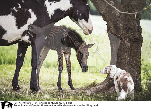 Zorse foal and Quarter Horse mother with Miniature Australian Shepherd / KFI-01586