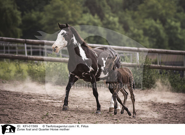 Zorse Fohlen und Quarter Horse Mutter / Zorse foal and Quarter Horse mother / KFI-01589