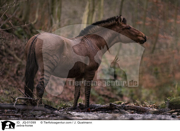 zebra-horse / JQ-01099