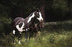 Zorse foal and Quarter Horse mother