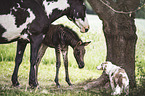 Zorse foal and Quarter Horse mother with Miniature Australian Shepherd