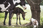 Zorse foal and Quarter Horse mother with Miniature Australian Shepherd