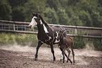 Zorse foal and Quarter Horse mother