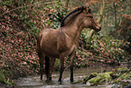zebra-horse