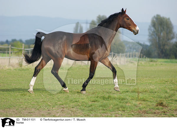 Zweibrcker / horse / TM-01101