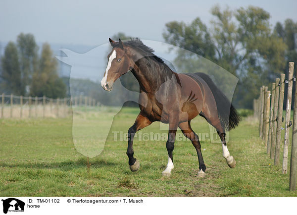 Zweibrcker / horse / TM-01102