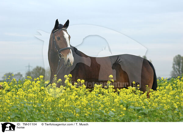 Zweibrcker / horse / TM-01104