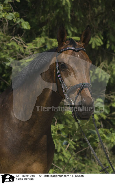 horse portrait / TM-01865