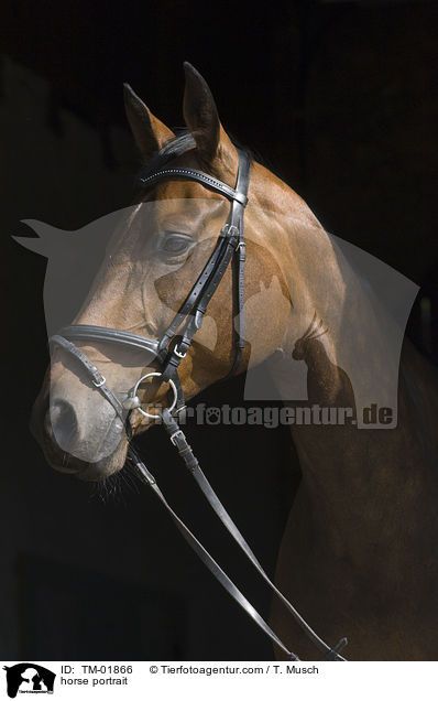 horse portrait / TM-01866