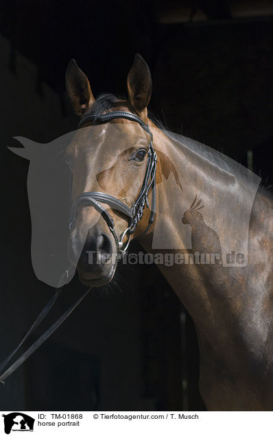 horse portrait / TM-01868