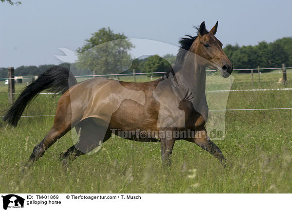 galloping horse / TM-01869