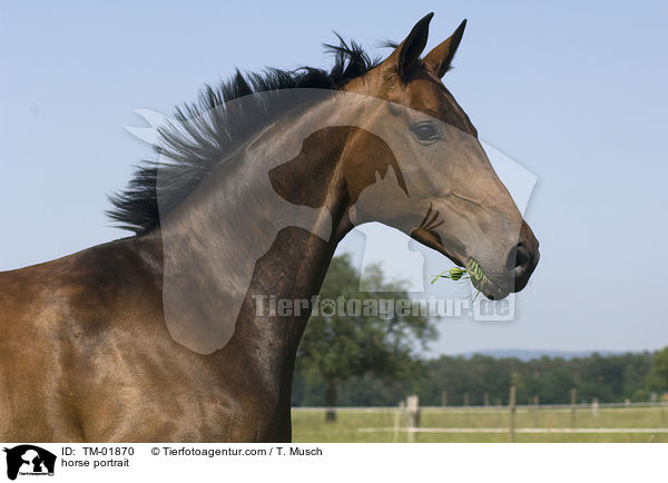 Zweibrcker Portrait / horse portrait / TM-01870