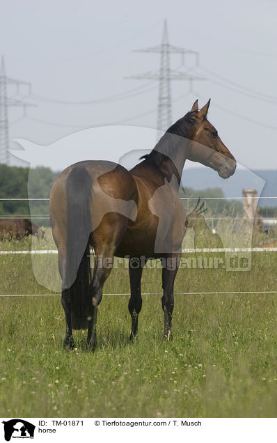 horse / TM-01871