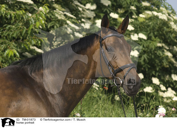 horse portrait / TM-01873