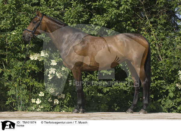 Zweibrcker / horse / TM-01874
