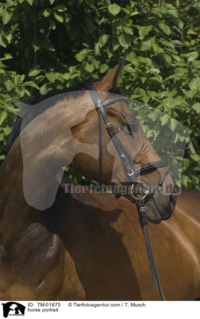 horse portrait / TM-01875