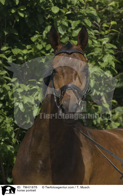 Zweibrcker Portrait / horse portrait / TM-01876