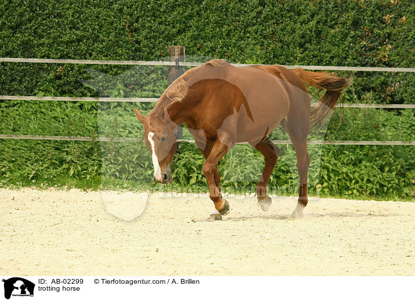 trabendes Zweibrcker / trotting horse / AB-02299