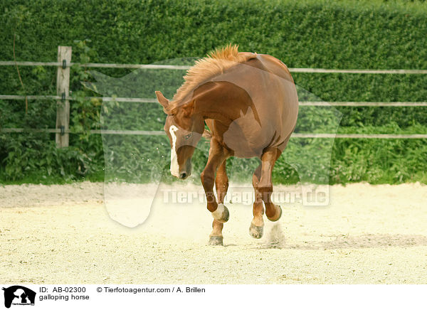galloping horse / AB-02300