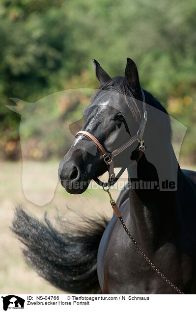 Zweibruecker Horse Portrait / NS-04766