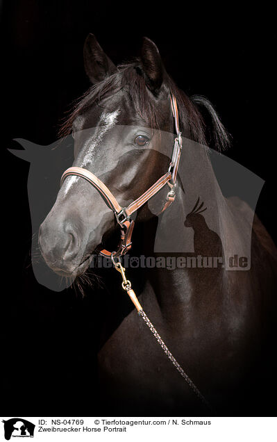Zweibruecker Horse Portrait / NS-04769
