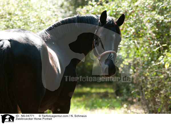 Zweibruecker Horse Portrait / NS-04771