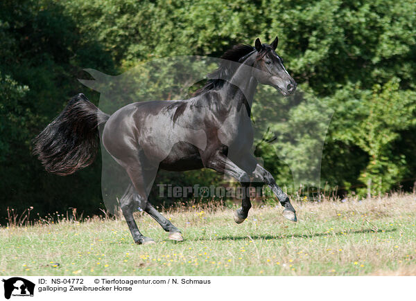galloping Zweibruecker Horse / NS-04772