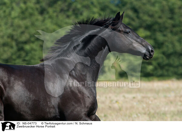 Zweibruecker Horse Portrait / NS-04773